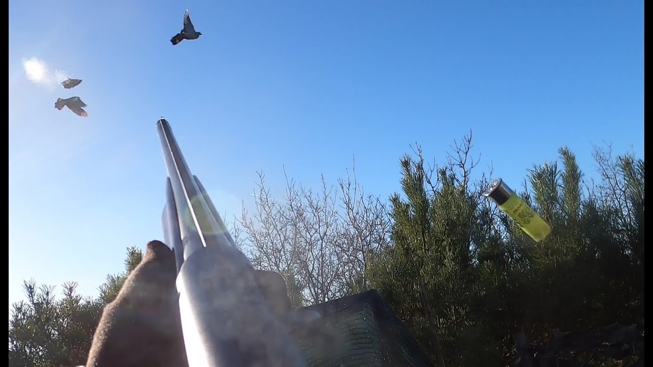 CHASSE PIGEONS AU MIRADOR 4/01/2026 😎😎