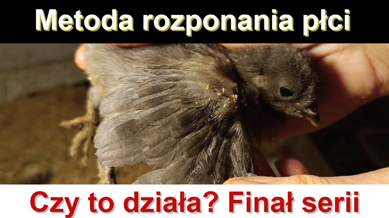 Płeć pisklaków po 3 miesiącach – prawda o metodzie skrzydeł. Finał serii o pisklakach