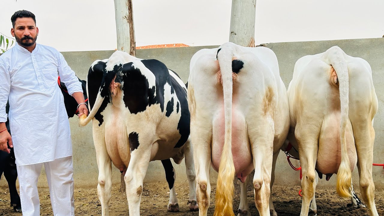 Top quality Brand HF cows available for sale in Punjab || Pure Breed