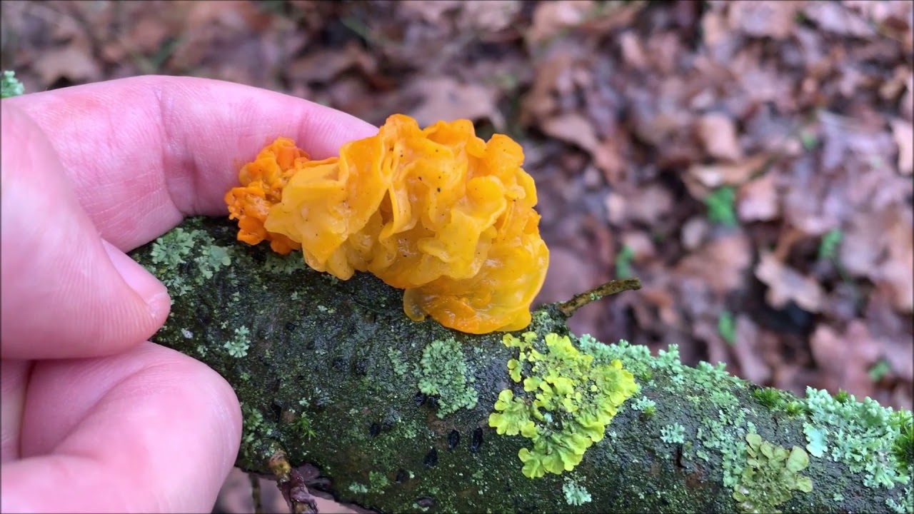 Goldgelber Zitterling - Tremella mesenterica