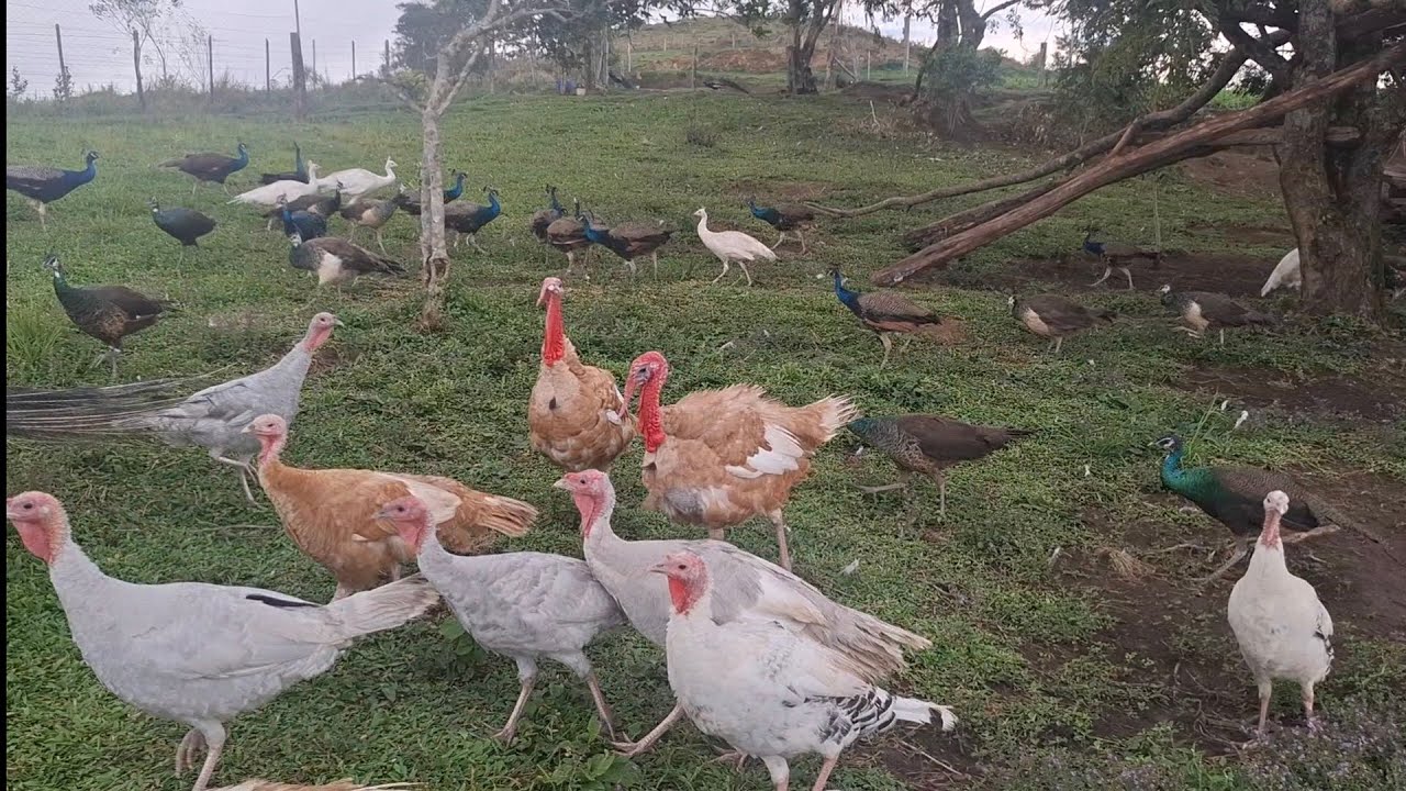 Criat&oacute;rio de aves ornamentais  