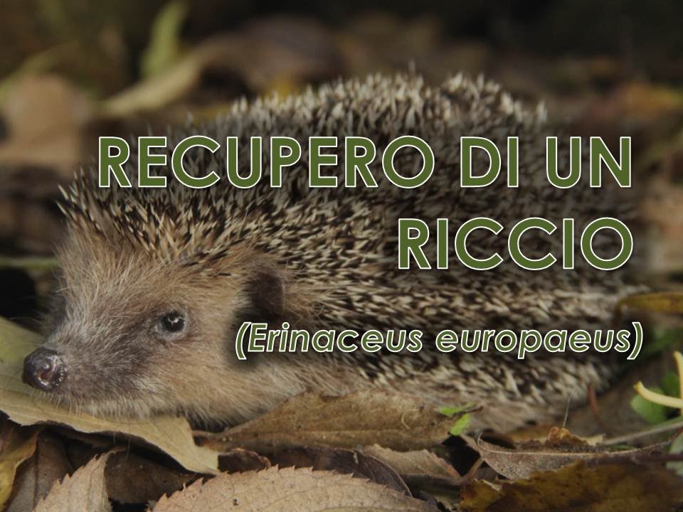 Recupero di un riccio (