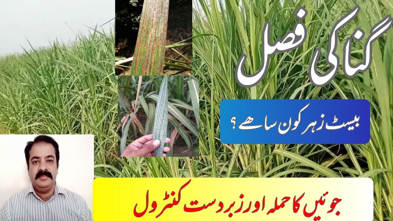 How to Control Leaf Mites in Sugarcane | Effective Treatment & Prevention Tips