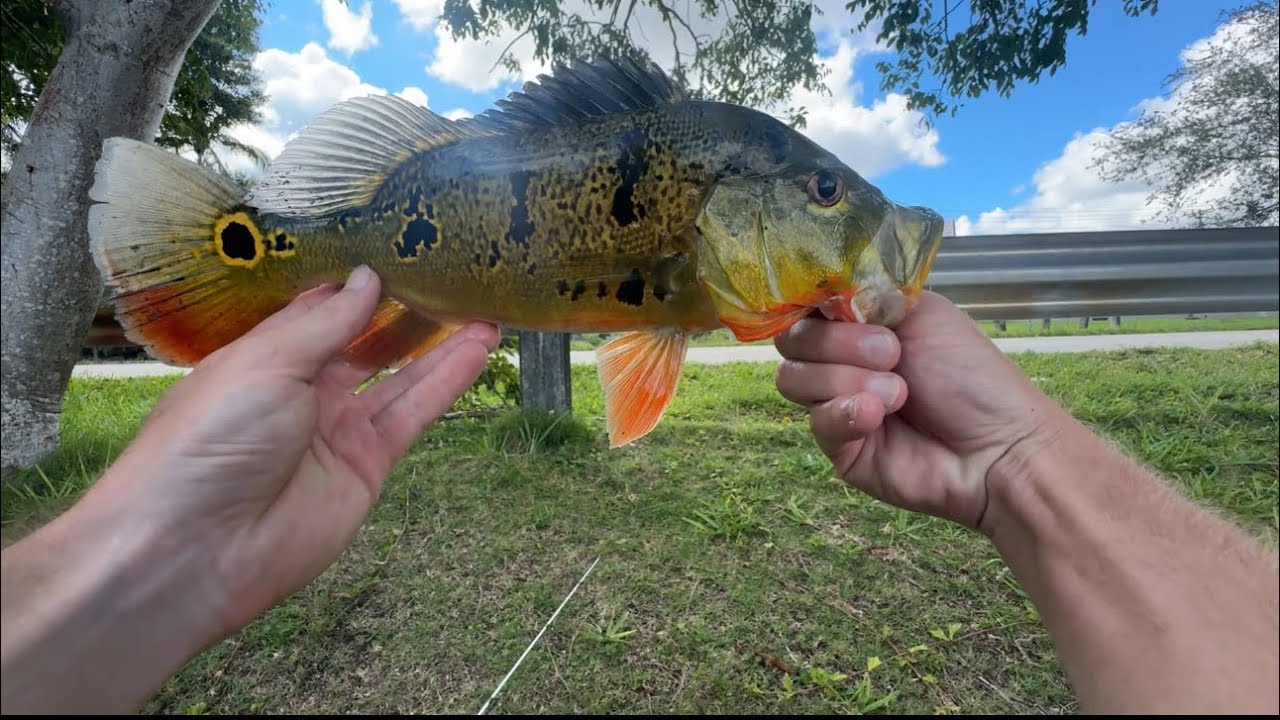 SOUTH FLORIDA PEACOCK BASS FISHING…