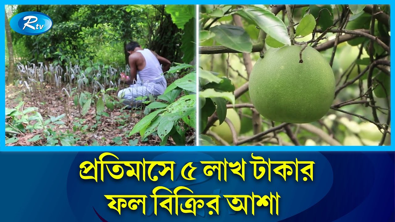 স্কুল শিক্ষকের ১১৯ জাতের ফল বাগান | 119 variety fruit garden | Tangail | Rtv News