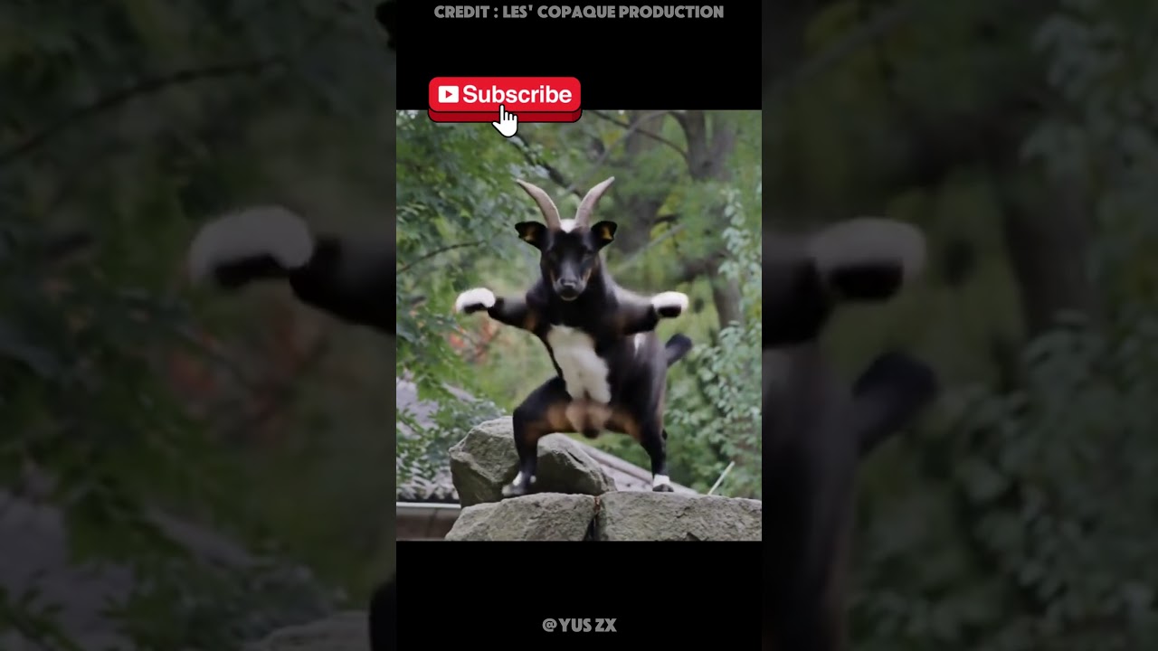 Kambing Joget | Video AI #shorts #shortsviral #kambing #kambingetawa