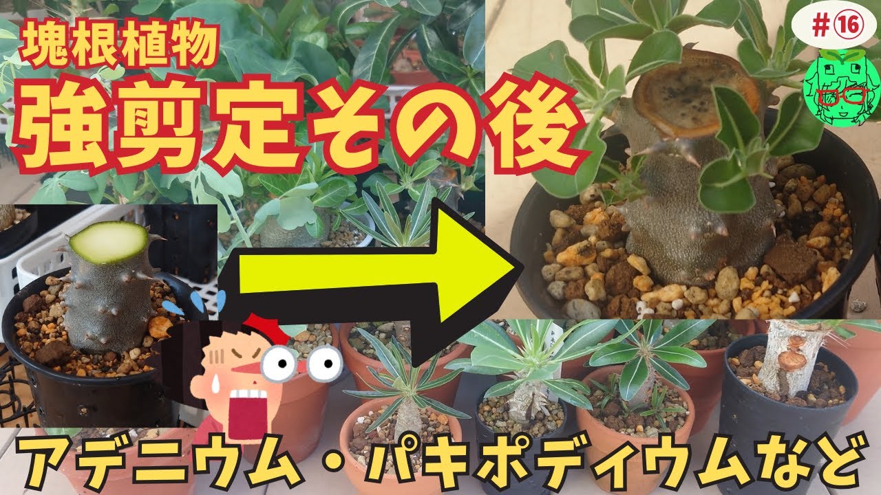 【アデニウム・塊根植物・パキポディウムの剪定】強剪定の1か月半後の報告です　初心者にもおすすめ失敗しない同切り・剪定　vlog　植物動画⑯