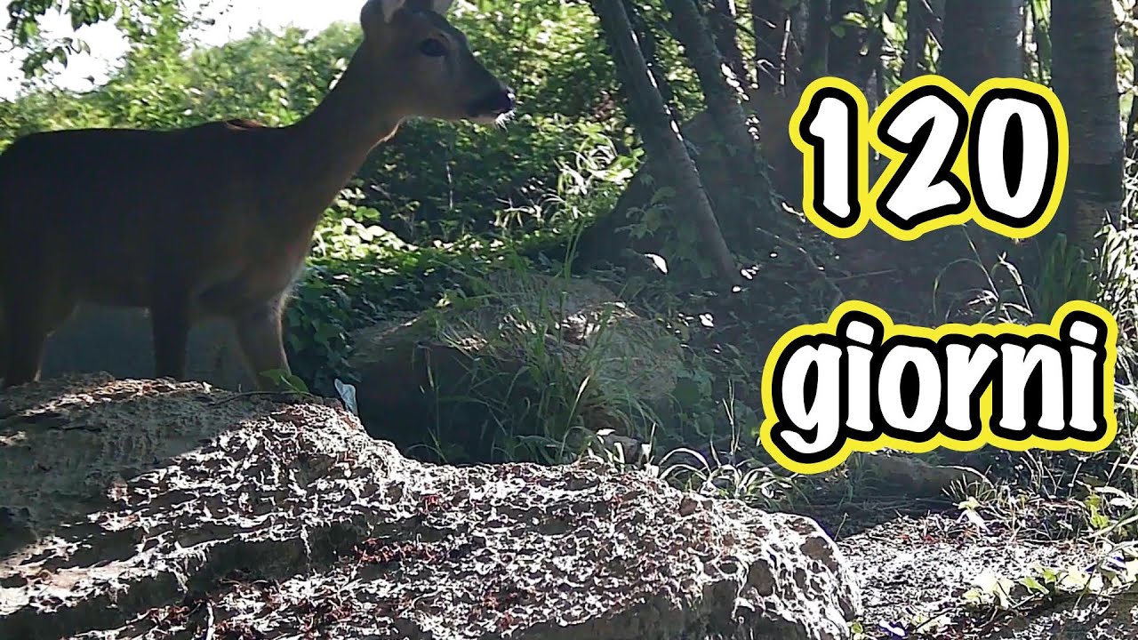 Я потратил 120 дней на обрамление небольшой поляны! Вот что мне удалось запечатлеть!