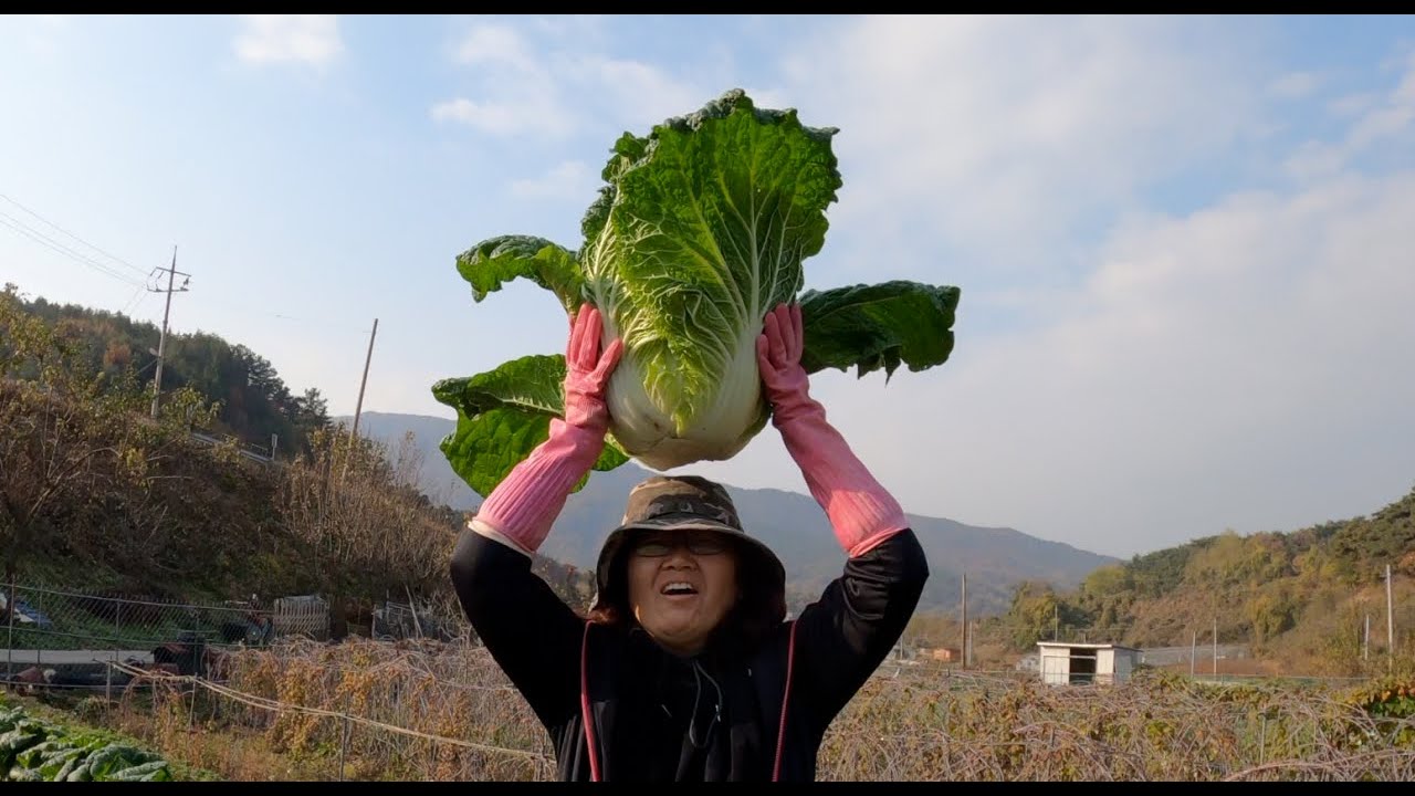 24년 김장 1부 - 엄마 앞에서 배추 수확 & 맛점 왕갈비탕