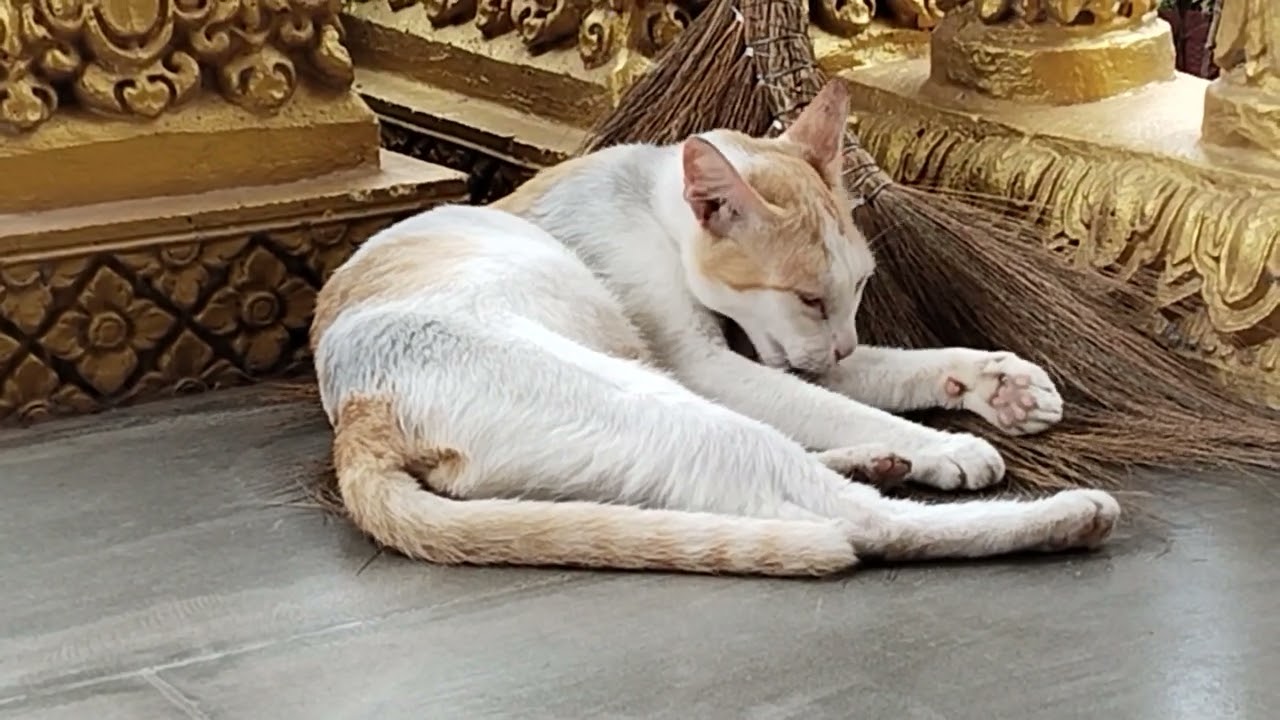 Cute Animals & Funny Cats Videos Around The World #Long#Videolong