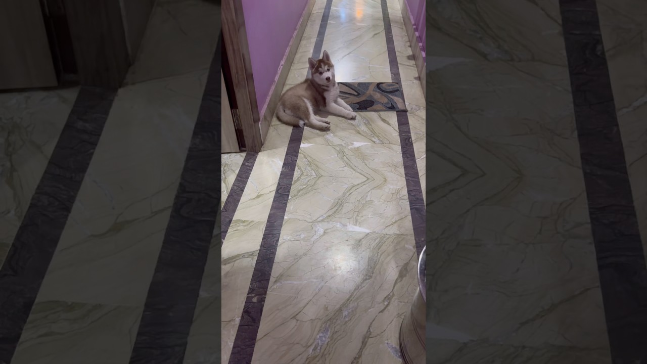 Cute dog ❤️