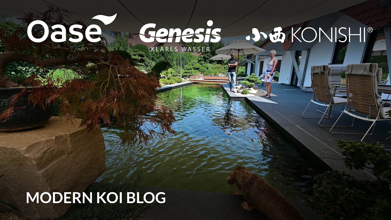Modern Koi Blog #5482 - Hedys gewaltig großer und traumhaft schöner 115.000 Liter Koiteich