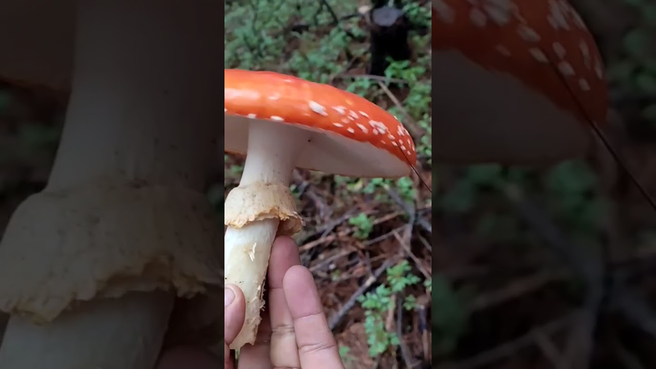 C&oacute;mo diferenciar un hongo comestible y uno que no lo es🍄😯❓