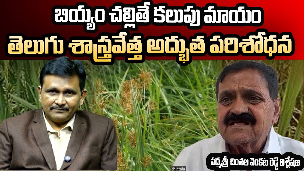 Big Research On Plant || బియ్యం చల్లితే కలుపు మాయం || పద్మశ్రీ చింతల వెంకట రెడ్డి విశ్లేషణ