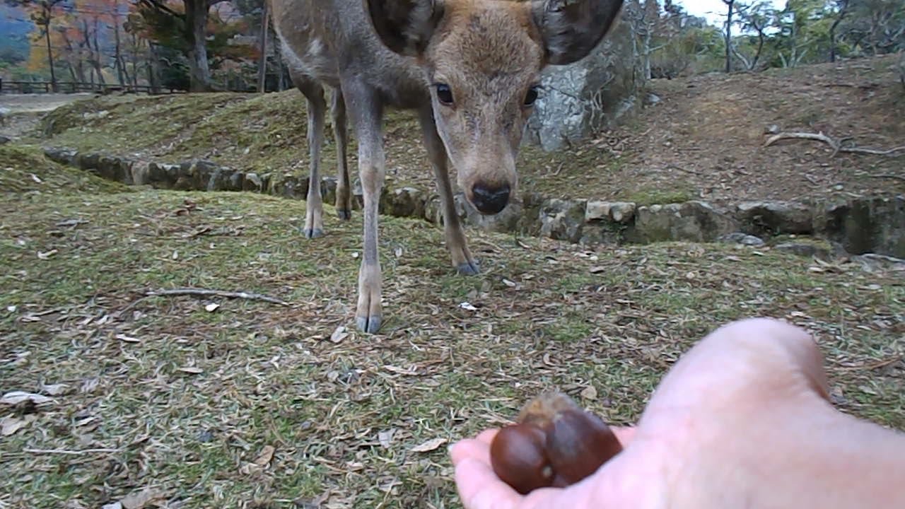 今年も小鹿にドングリをあげる　Part2