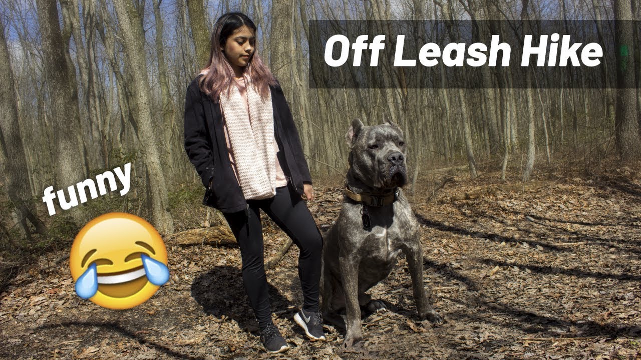 Off Leash Hiking! Living with a Cane Corso