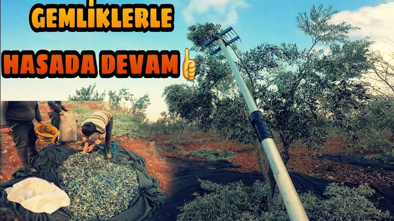 GEMLİK'TE GÜZEL VERİM... HASAD BİTİMİNE GÜNLER KALA...