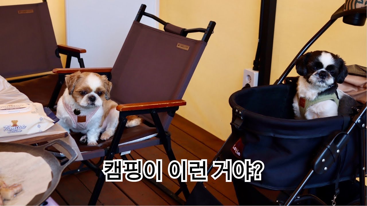 반려견동반 글램핑장 다녀온 이야기 [용인바베큐팩토리]