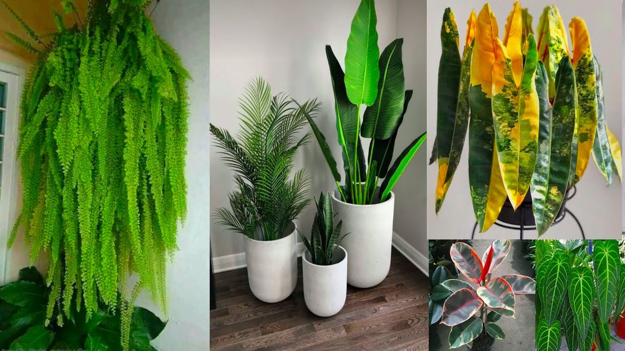 Amazing Indoor plants with large leaves | Best home decor ideas using plants 