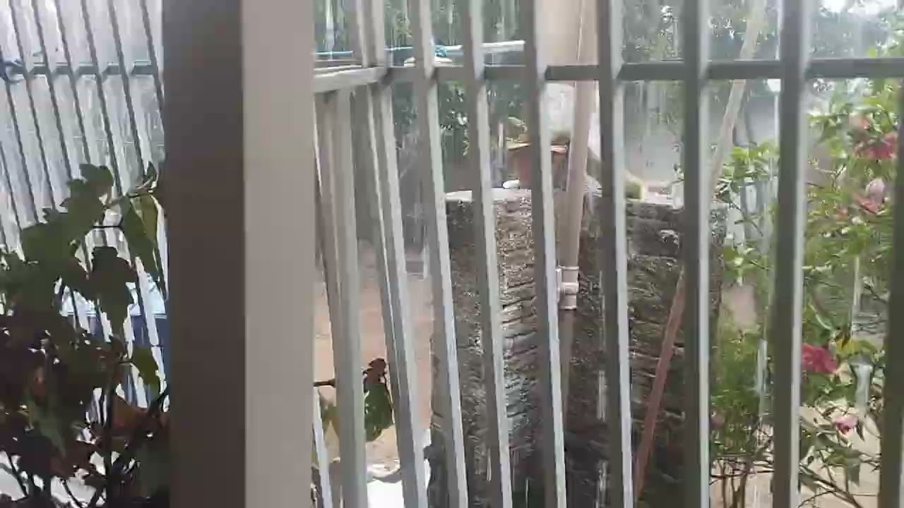 COELHO! PROCURANDO UM COELHO EM UMA DIA DE CHUVAS NA CHÁCARA DA FAMÍLIA COELHO NO ESTADO DO ACRE.