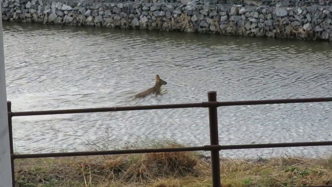 This deer in South Korea doesn&rsquo;t drink water.