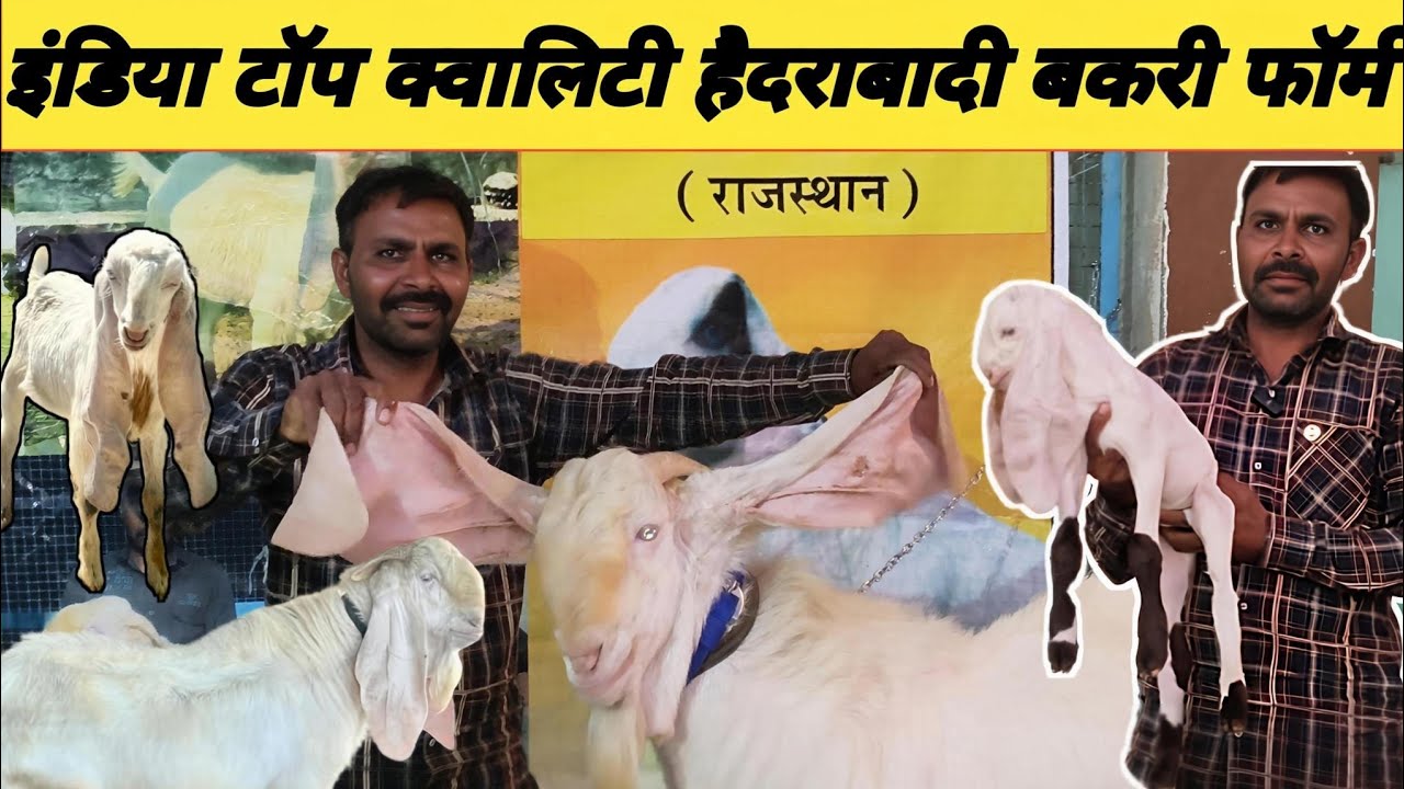 इंडिया का टॉप क्वालिटी हैदराबादी गुलाबी ब्रीडर और उसका रिजल्ट लाजवाब |21 इंच कान #goat #bakr  #बकरी