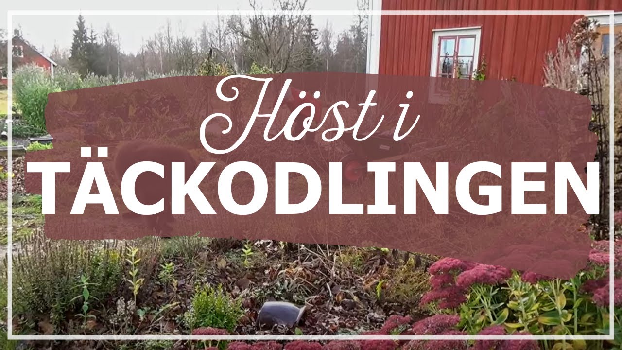Höst i täckodlingen