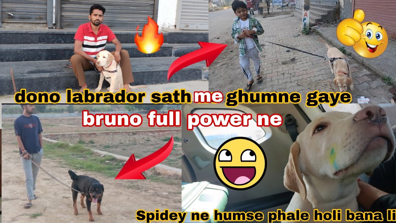 Dono labrador sath me ghumte hue // labrador puppy training // dogvlogs // dog vlog india 