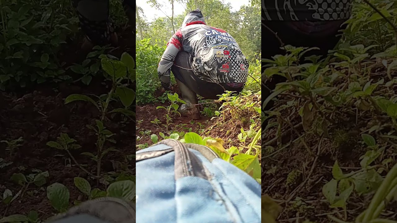 Berburu jamur trucuk kidang