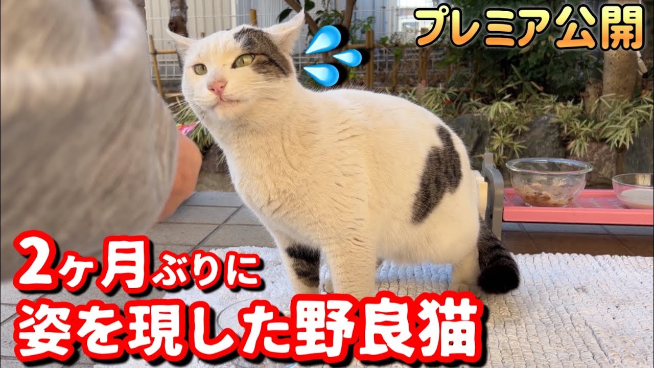 2ヶ月ぶりに来た猫が震えて帰って来た！？