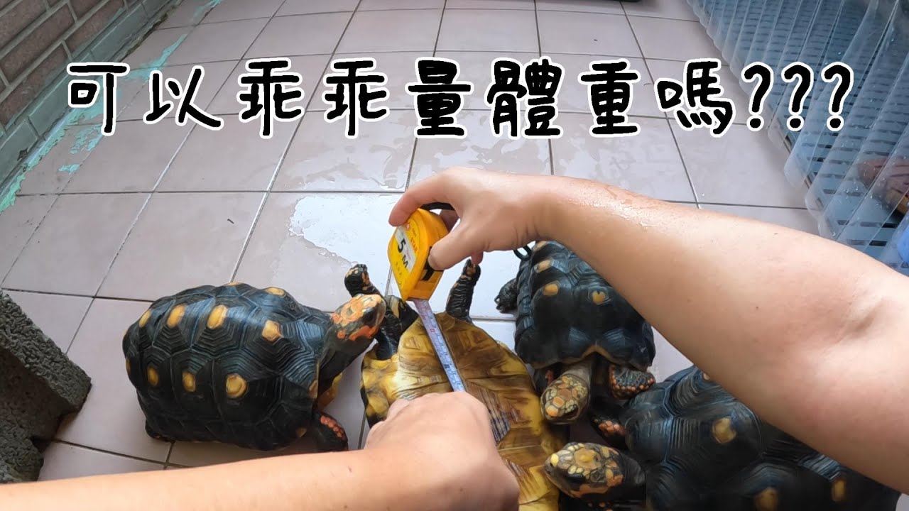 紅腿都長大了【烏龜日常《Daily Life》】