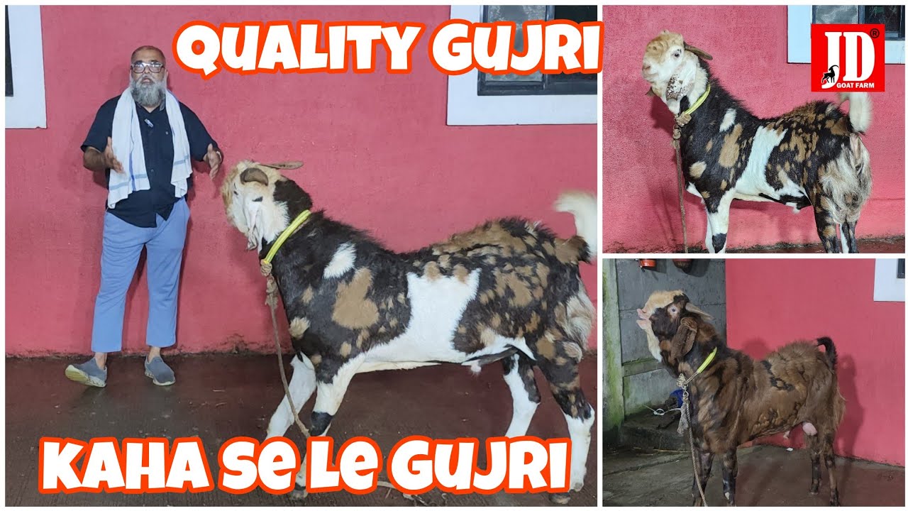 Kaha Se le GUJRI Bakre ? | JD Goat Farm |
