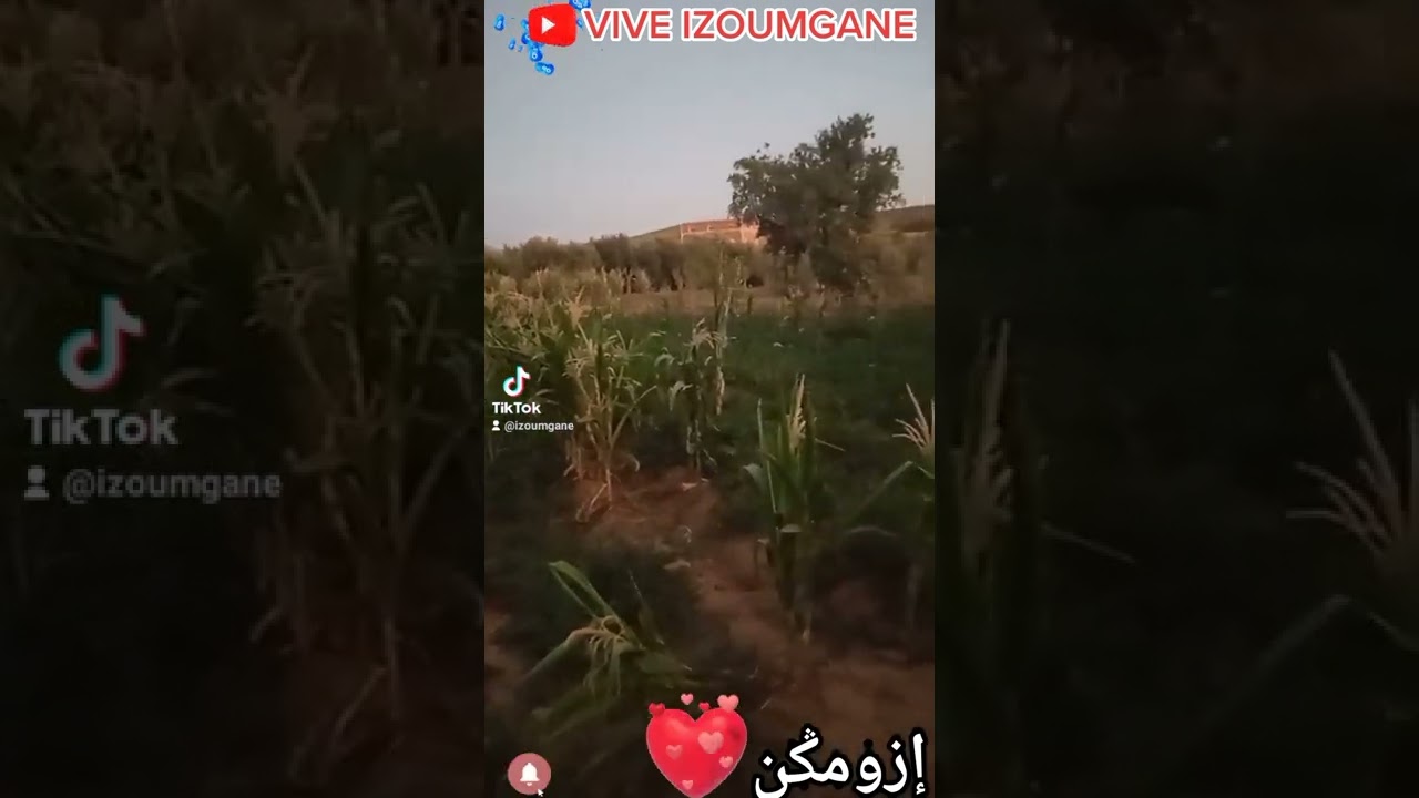 atamazirt iyoron Han nkin osar hwigh atamazirt iyoron