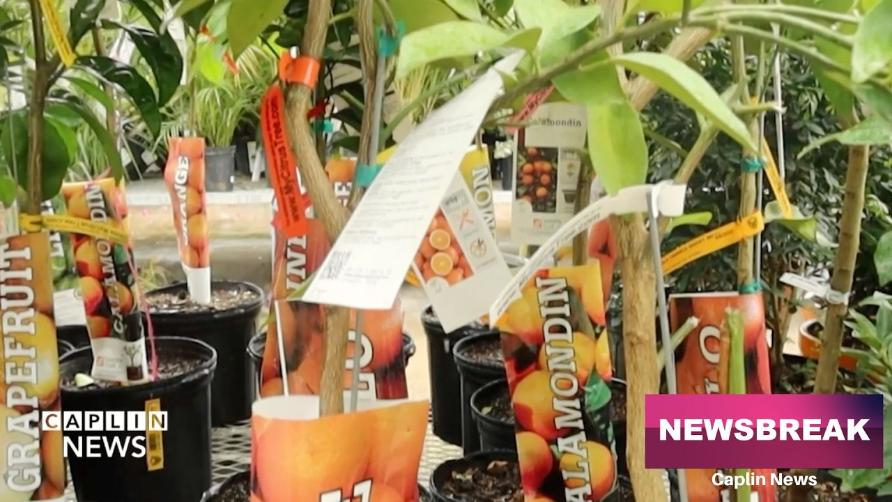 Cold Front disrupts South Florida’s agriculture