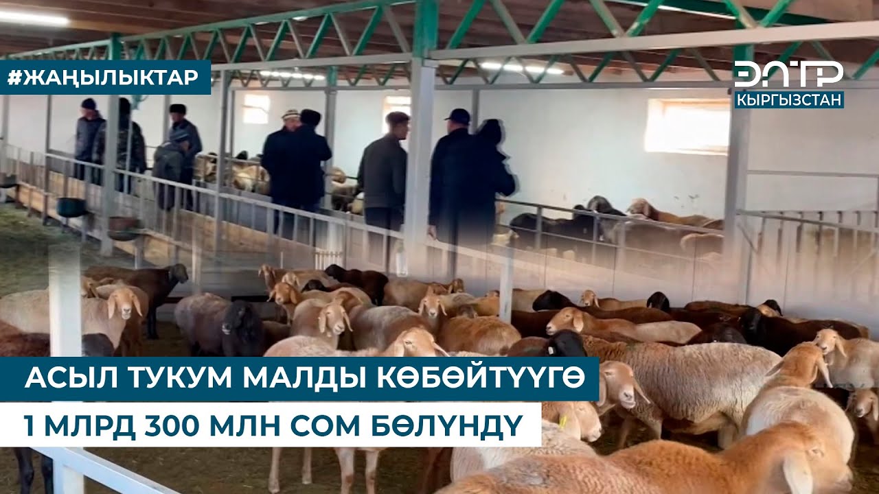 АСЫЛ ТУКУМ МАЛДЫ КӨБӨЙТҮҮГӨ 1 МЛРД 300 МЛН СОМ БӨЛҮНДҮ