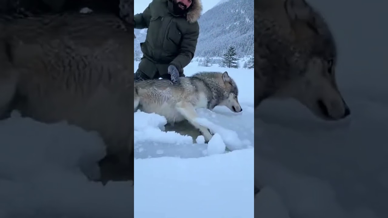 A Wolf Stuck in the Ice #rescue #rescueefforts #shortsreels