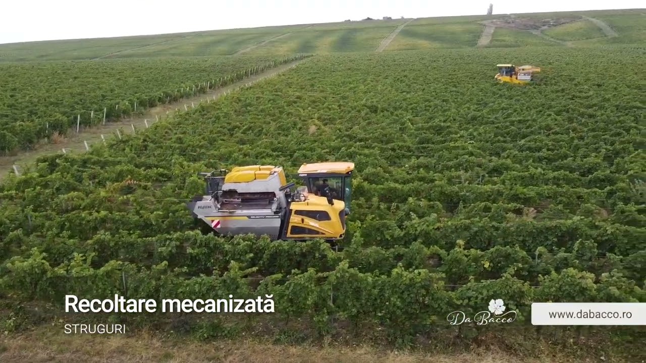 Da Bacco - Recoltare mecanizată struguri pentru vin  | 200 t | 10-12 ore | Pellenc