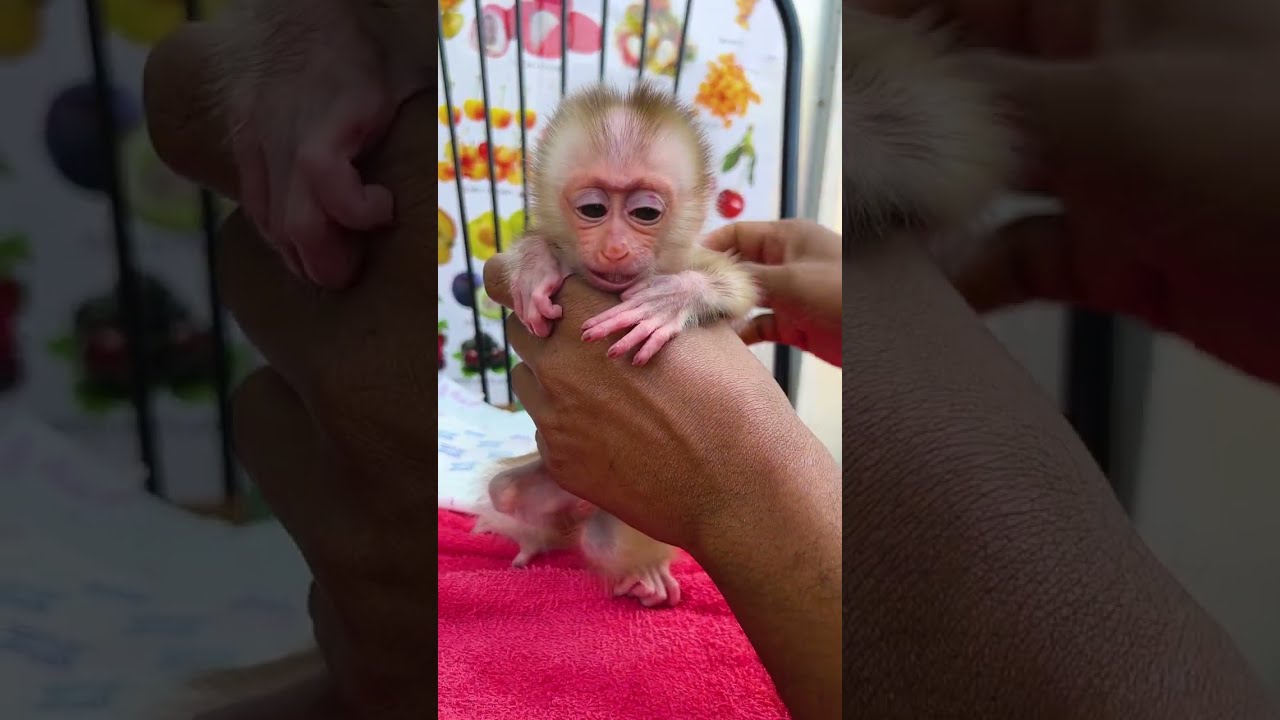 So Cute Baby Monkey &ndash; Adorable Little Monkey with Sweet Eyes and Tiny Hands Melting Hearts 🐵💖