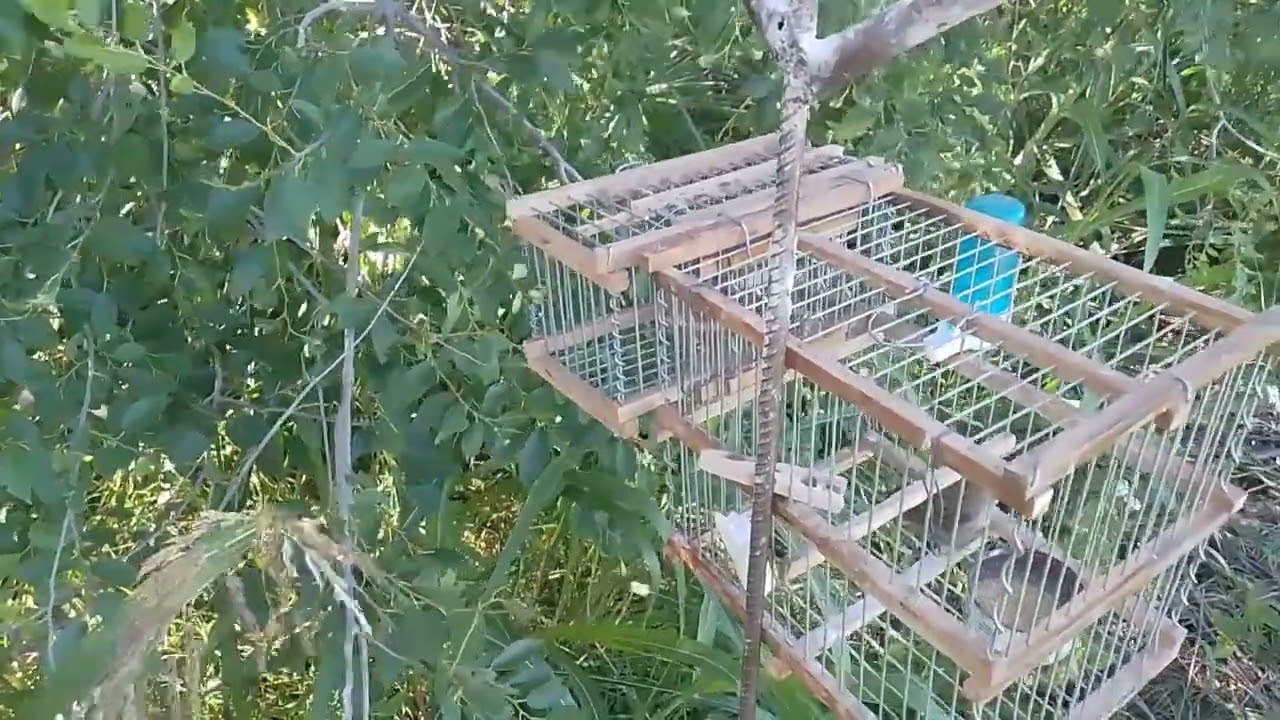 Salimos un rato a varear los jilgueros y escuchar nuevos ejemplares..!!