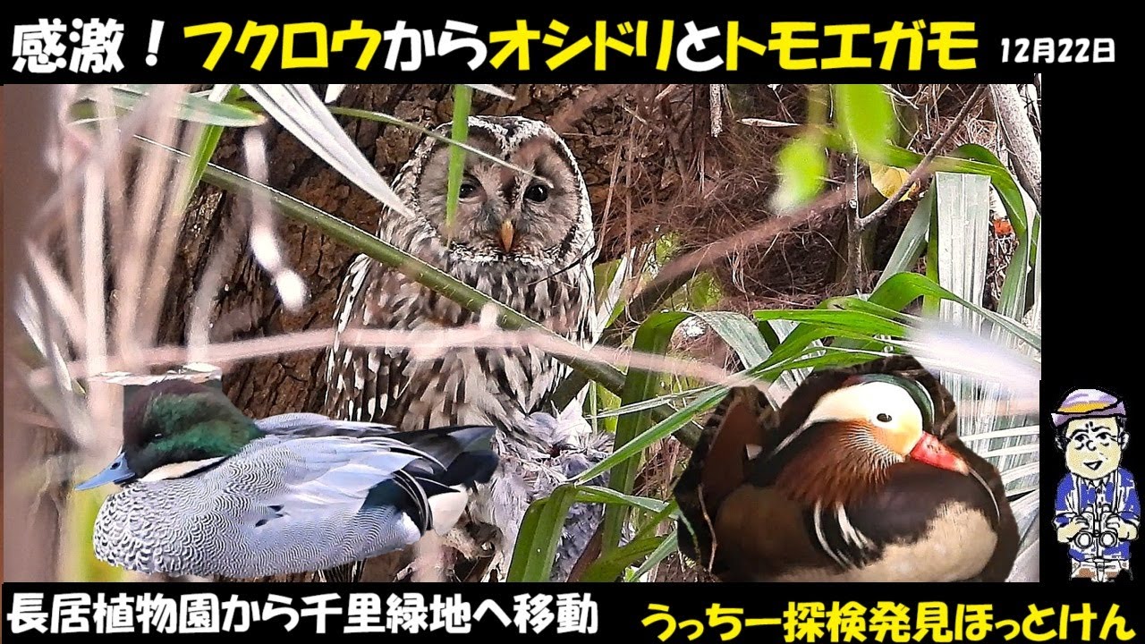 恐るべし！大都会でフクロウ、オシドリ、ヨシガモに出会う。長居植物園と千里緑地、うっちー探検発見ほっとけん、2024年12月22日、Japanese　Wild Birds