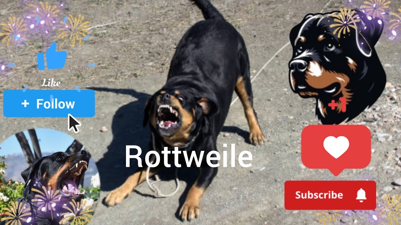 #aap #rottweiler shorts please like comment subscribe my channel 🥰🐾🐾🐕‍🦺🎁🙏🙏