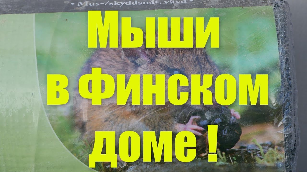 Мыши в Финском доме !