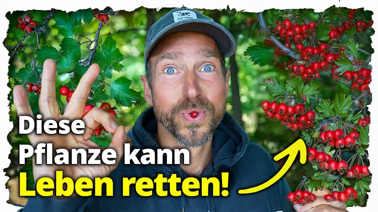 Warum jeder über 30 diese Pflanze kennen muss (und wo sie zu finden ist)