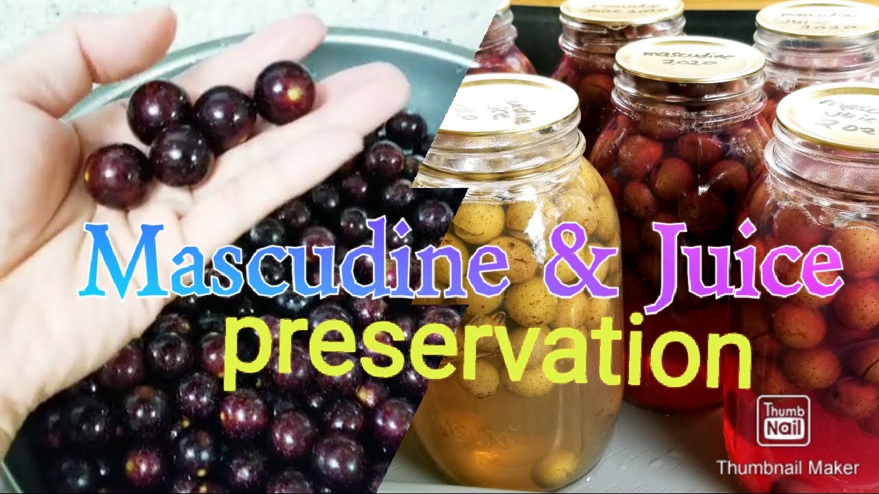 How to Preserve MUSCADINE Juice CONCENTRATE || Easy Step-by-Step Canning Process