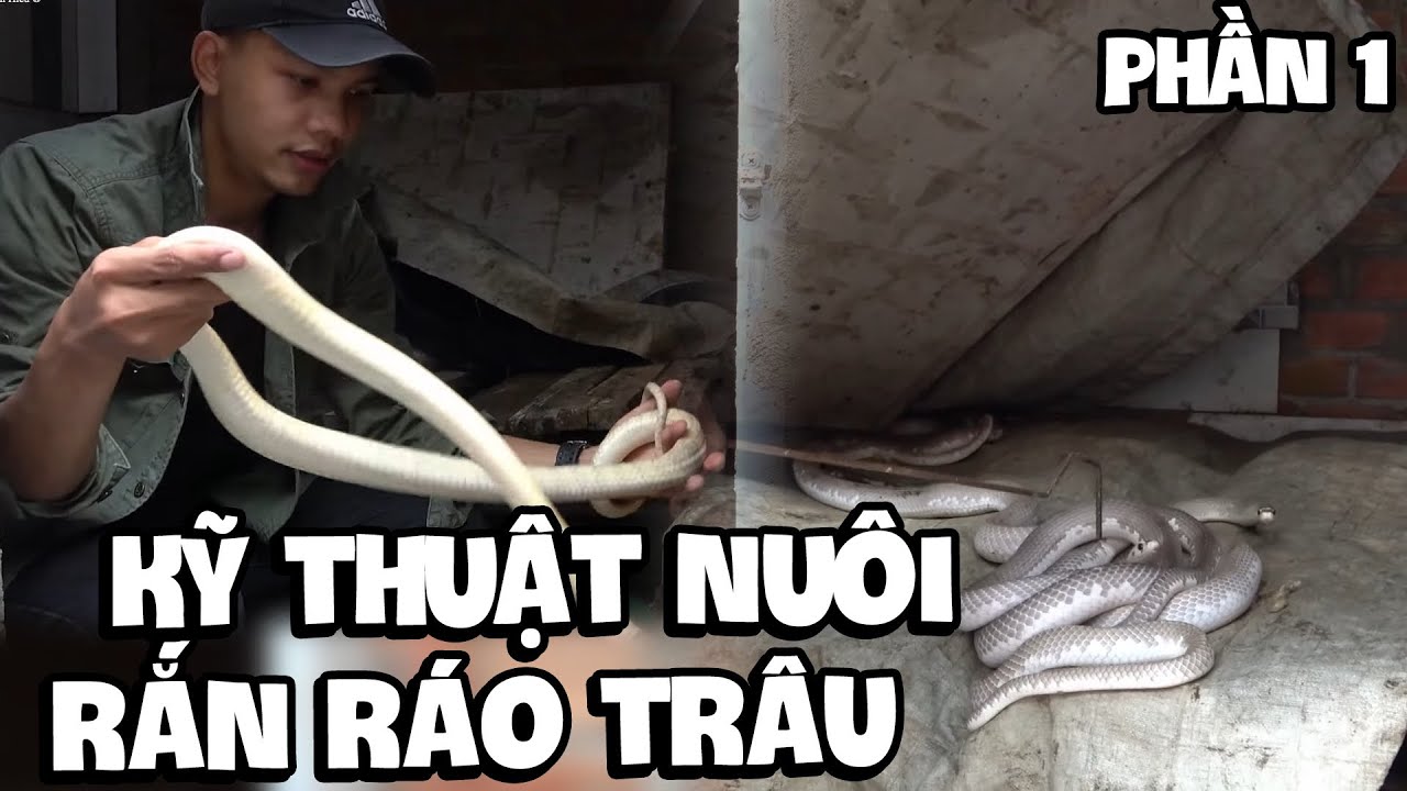 Kỹ Thuật Nuôi Rắn Ráo Trâu phần 1 | Snake Farm Part 1