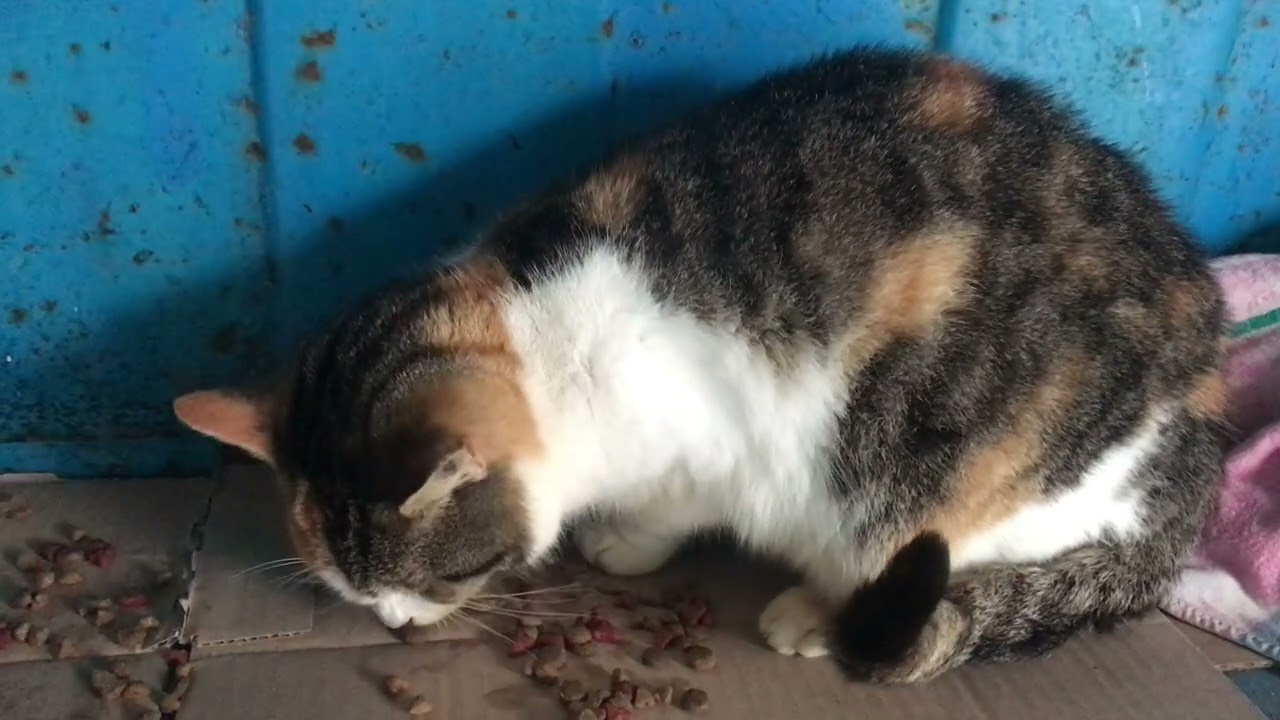 A Man Brought a Delicious Lunch for Street Cats