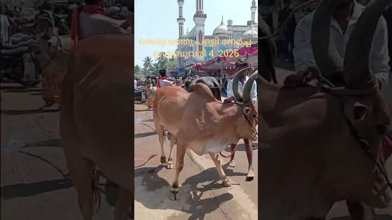തെരുവത്ത് പ്പള്ളി നേർച്ച ഫെബ്രുവരി 4 2026 