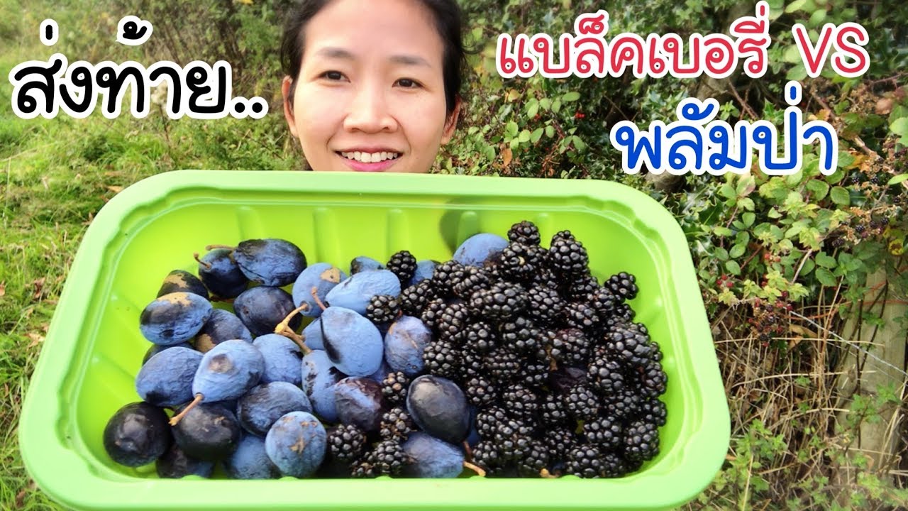 เก็บแบล็กเบอรี่ป่า VS เก็บพลัมป่าหลังบ้านที่อังกฤษ EP.146/ส่งท้าย..ก่อนหน้าหนาวจะมา