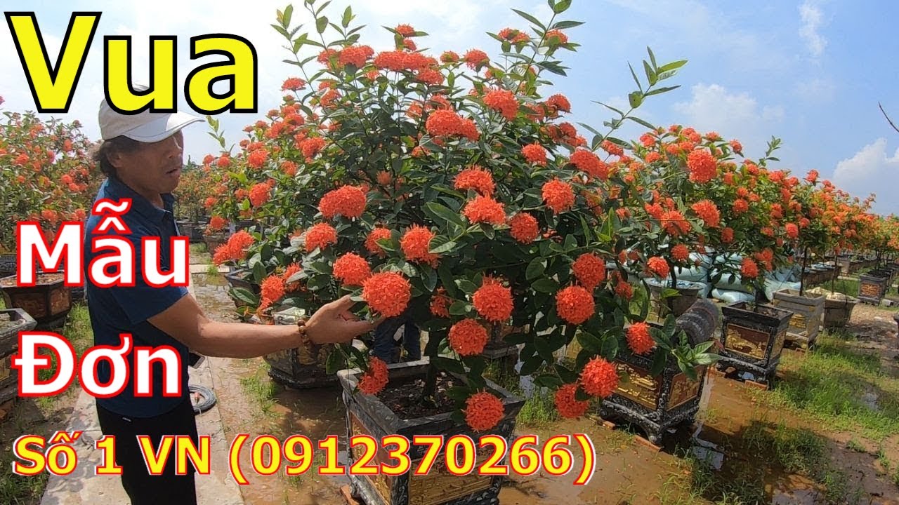 ✅Vua mẫu đơn số 1 VN-Báo giá mẫu đơn-(Mr.Tiến 0912370266)✔️BShp