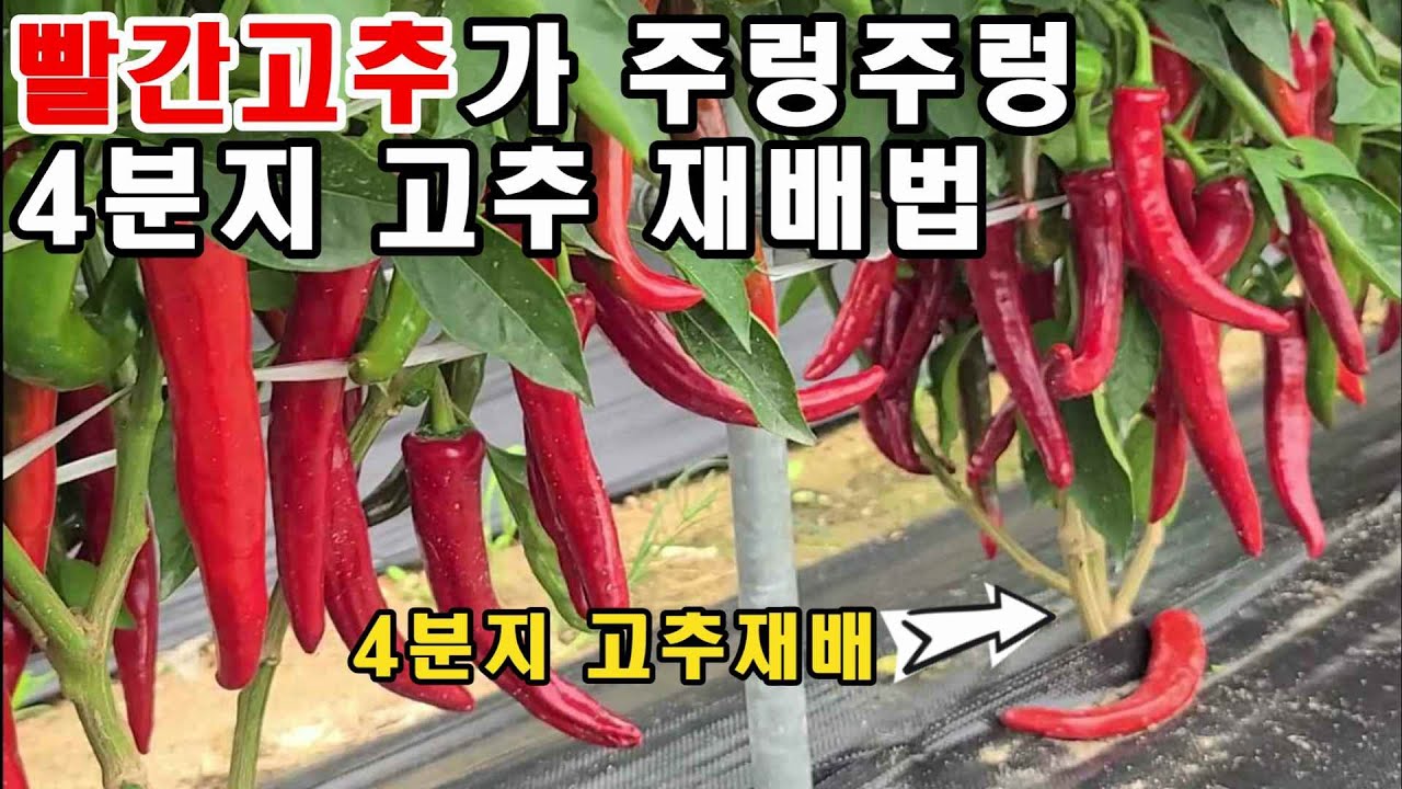 4분지 고추 재배방법-많은 고추 착과량에도 크게 키우는 방법